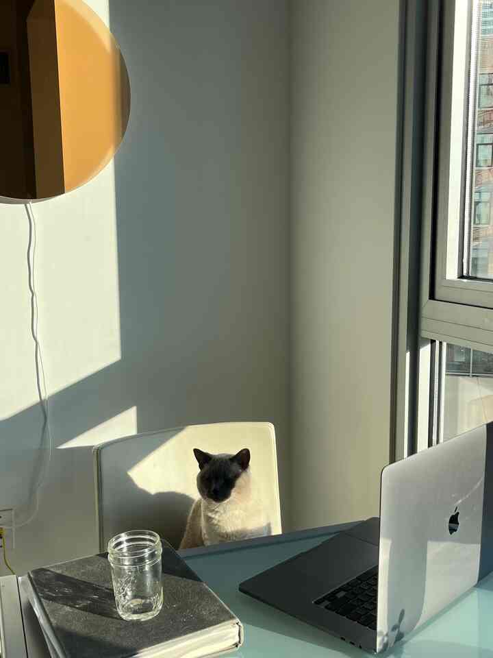 bekerja keras atau bekerja keras…

#kucing #cathouse #workplace #officeinterior #livingroominterior #livingroom #workfromhome