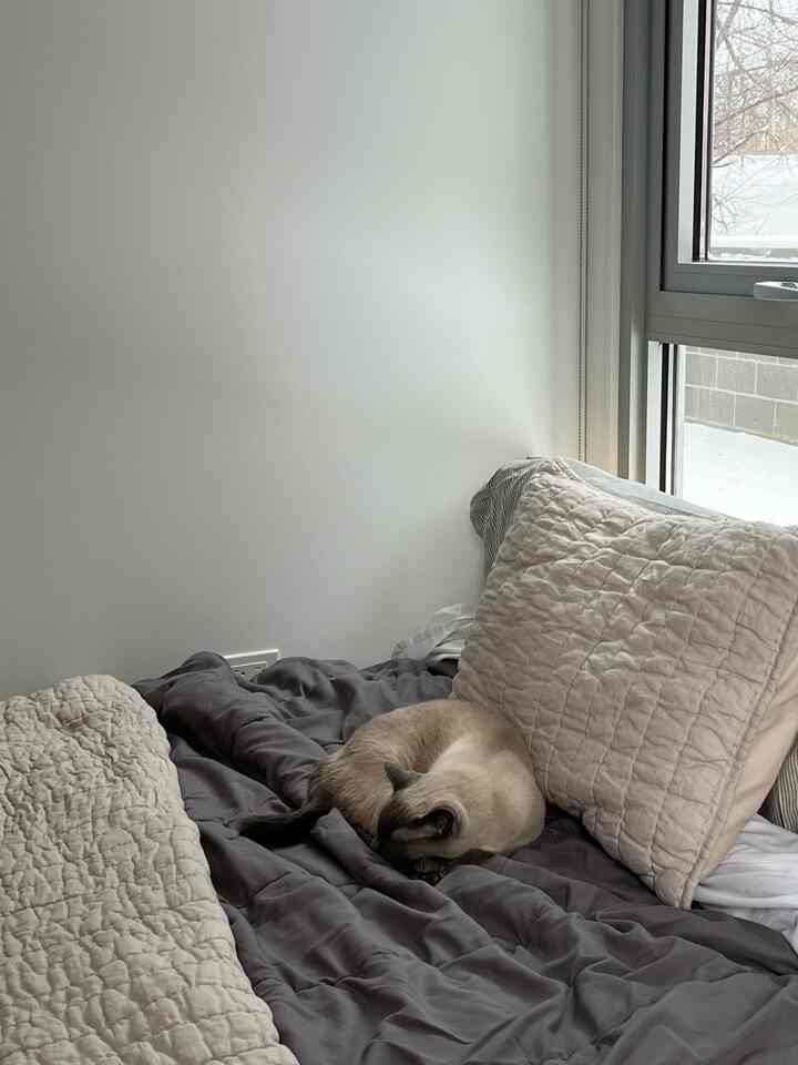 Gray and beige toned bedroom featuring a bed with bedding and a sleeping cat next to a window creating a cozy atmosphere
