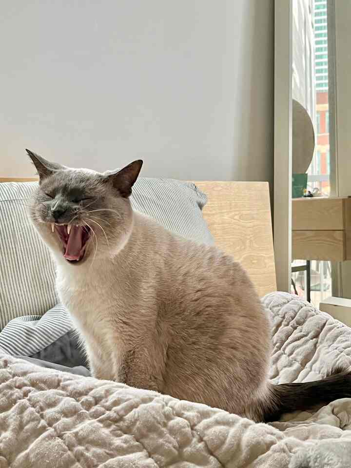 A cat yawning while sitting on a bed in a bedroom with white and natural color tones