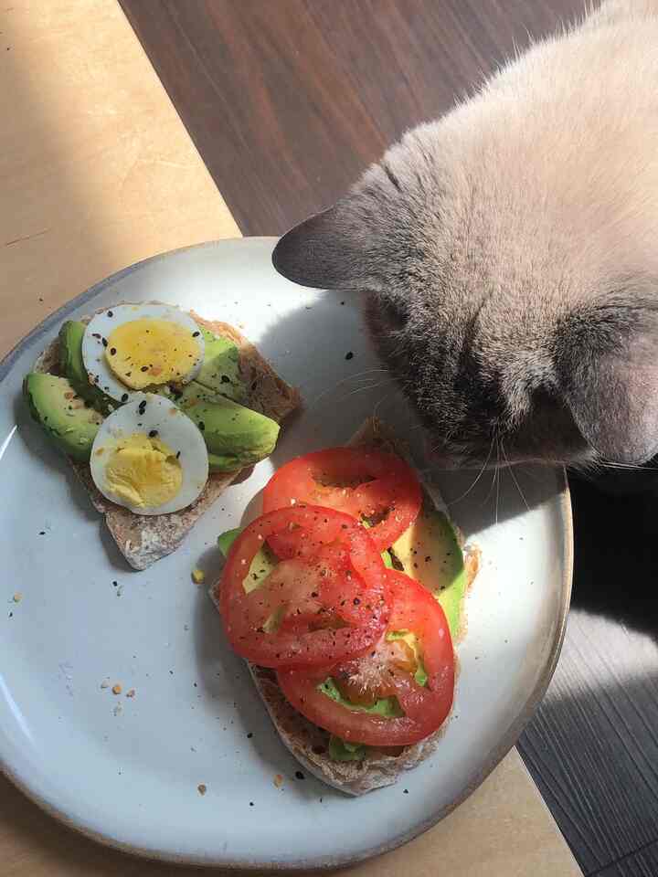 Jadwal Yuzu: makan tidur ulangi

#peliharaan #cat #cathouse #lunch #ceramic #cozy