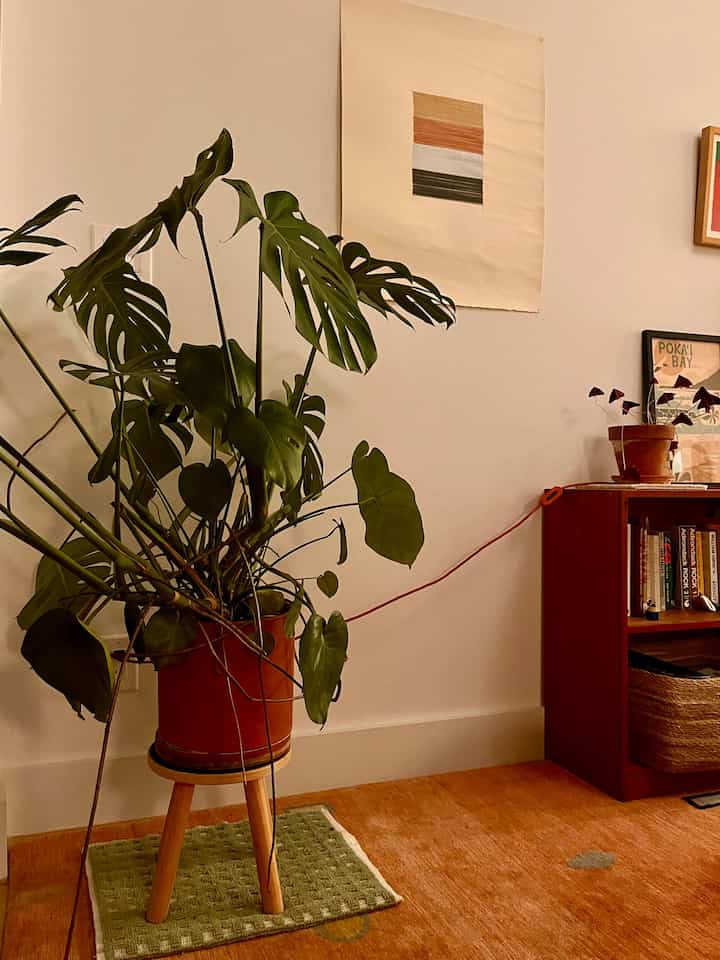 My plant looks good with this tropical kind of new york city weather 🌱

#plantdecor #plantstand #livingroomdecor