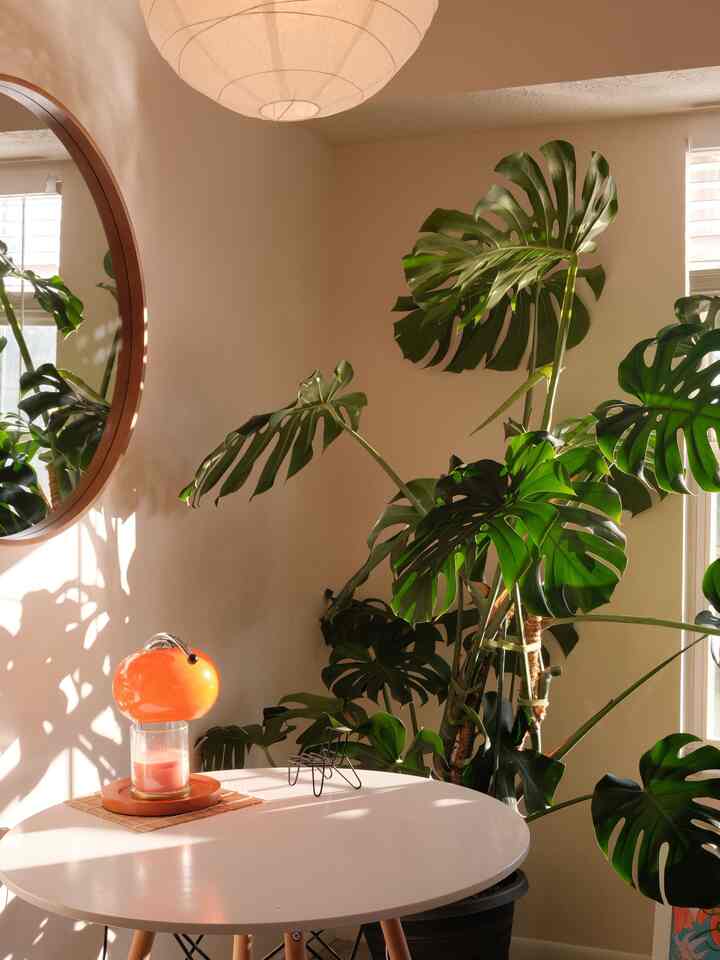 Perhaps one of my new favorite corners 🫣
And I present to you, one of my greatest FB Marketplace finds: THE monstera 😍

#monstera #plantinterior #PlantDeco #diningroom #plants 