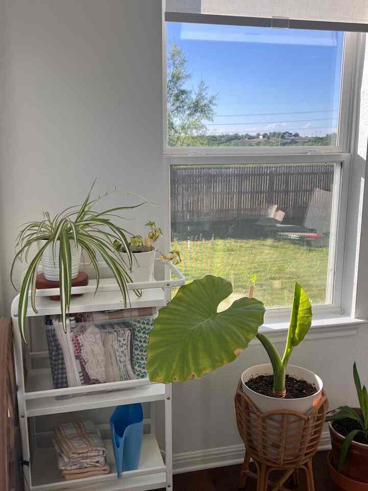 What do you think about this little space for growing together? 

#Planterrier #SmallHappiness #summer