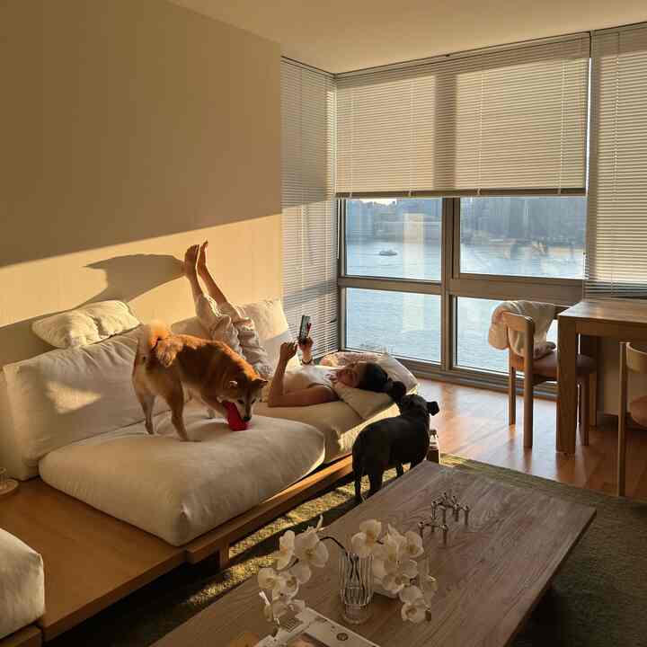 Cozy living room with warm wood tones and natural modern style, featuring a white sofa with two dogs and sunlit windows