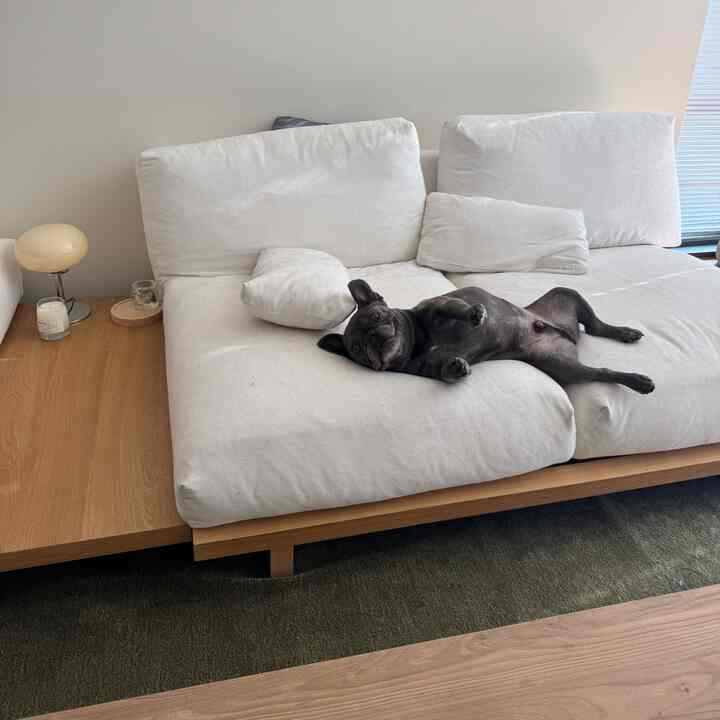 Modern living room with white sofa and wood tone side table, featuring a black dog comfortably lying down