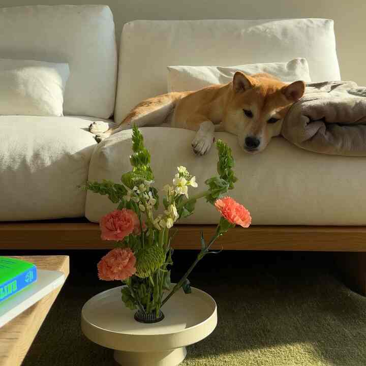 Natural-toned living room with ivory sofa, vase with flowers, and a dog resting comfortably creating cozy atmosphere