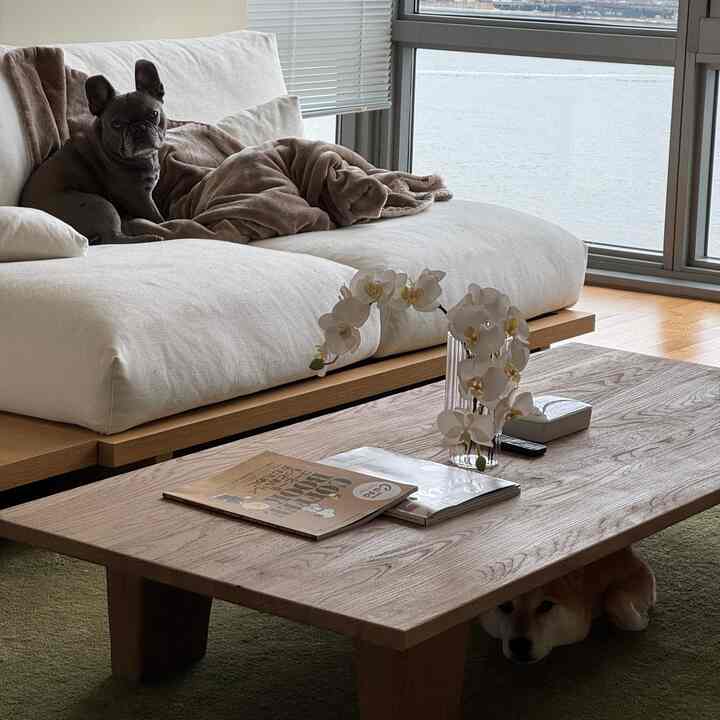 Natural tone living room featuring beige sofa and wooden coffee table with cozy ambiance and pet-friendly setting