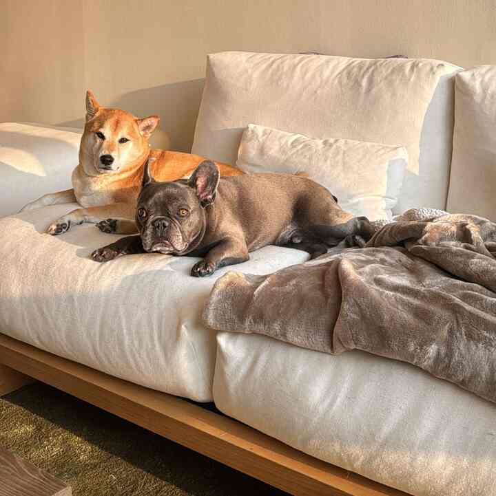 cuddle puddle #doghome #cozy #sunshine 