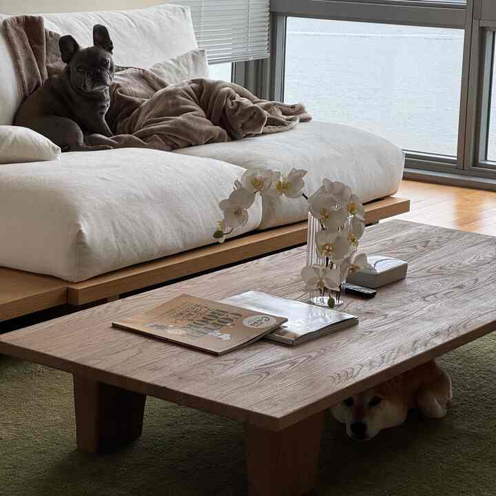 A natural wood and ivory-toned living room featuring a sofa, wooden coffee table, and two dogs for a cozy Japandi style space