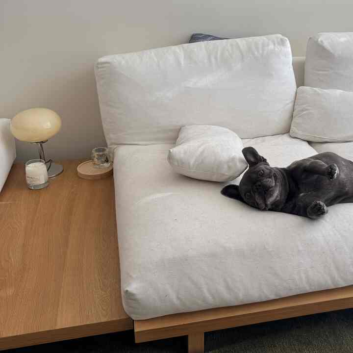 Natural wood tone and white sofa in a Japandi style living room featuring a dog on a simple, cozy setup