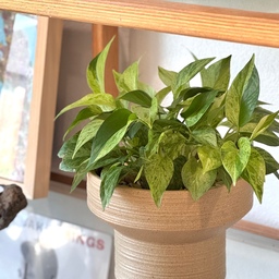 All my greens at home 🌿
From potted plants to my little garden, they bring so much life and coziness into my space 😉
#plantinterior #plantdecor #plantinspo #plantlover #plantlife #greendecor #cozycorners #indoorplants #plantstyle #homewithplants #urbanjungle #greenliving #planterior #interiorinspo #homestyling #houseplants #plantsmakepeoplehappy #plantgoals #plantobsessed #greenhome