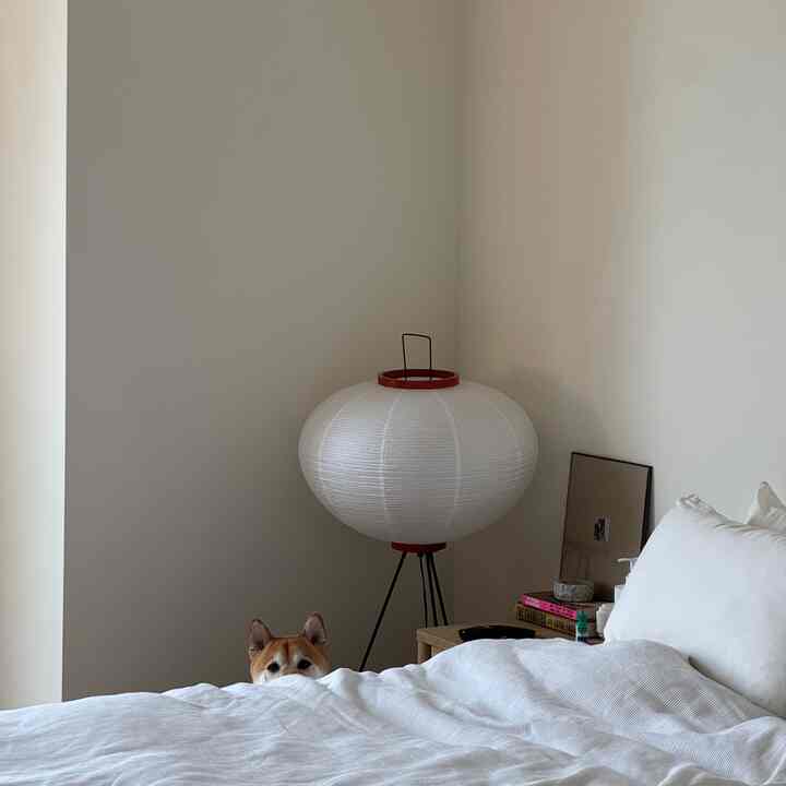 White-toned bedroom featuring a bed, wooden nightstand, Japandi style lamp, and a dog peeking in a cozy space