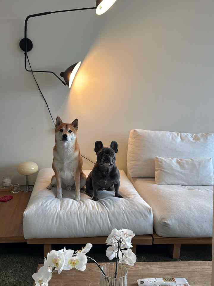 Natural-toned living room featuring white modular sofa, table lamp, and two dogs sitting comfortably, creating a cozy atmosphere