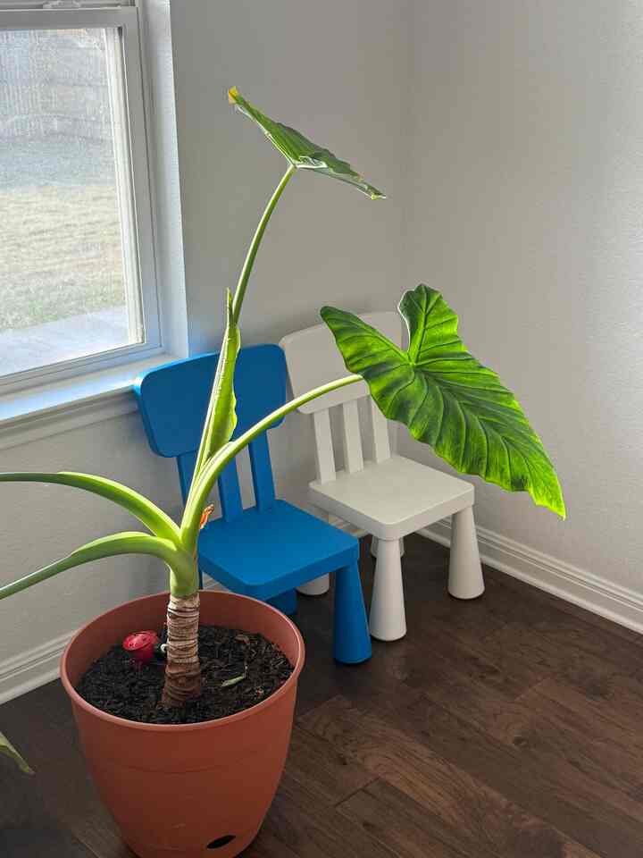 Baby leaves will come out soon 🍃

#planterrior #minimalism #morningbright #babyleaf #greenary #greenhome