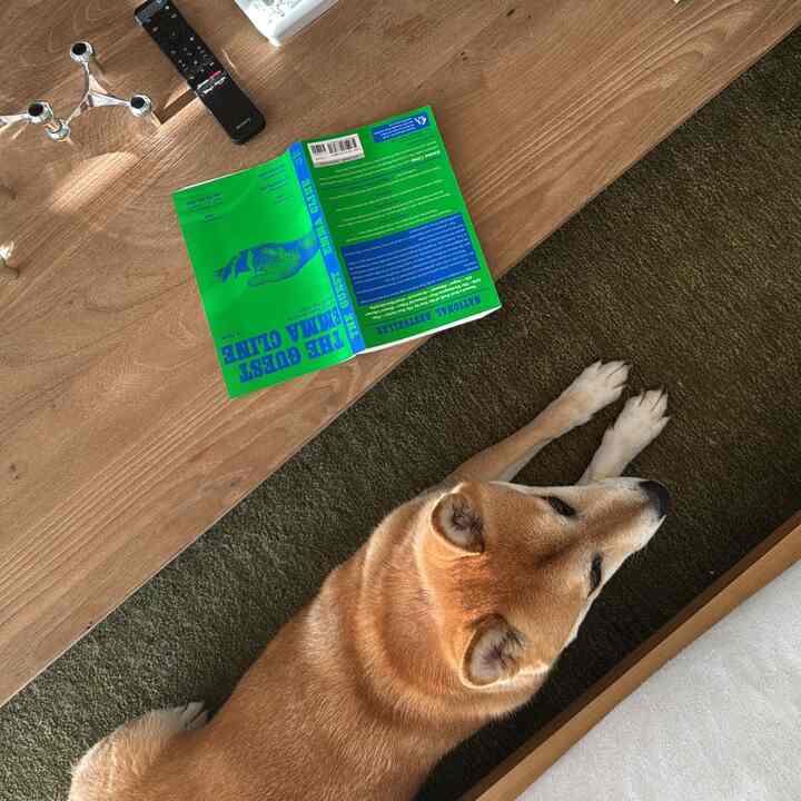 kaiju says peek a boo #dog #cozy #japandi 