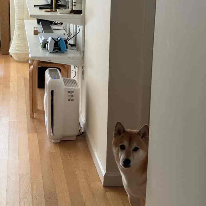 Natural-tone narrow room corner featuring a desk, office chair, and a dog peeking from behind the wall in a cozy home office setting