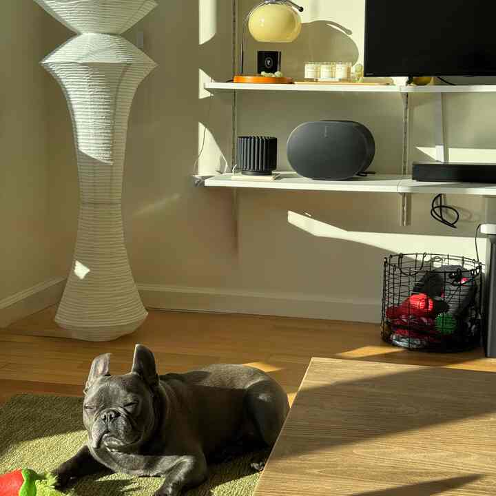 sleepy head #japandi #cozy #dog