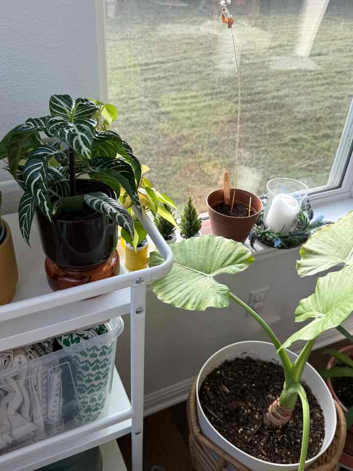  🍃🌱🌿

#greenary #diningroom #Planterrier #minimalinterior #maximalist 