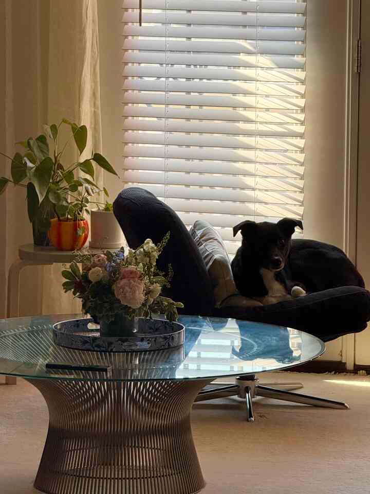 Cozy living room with white blinds, black armchair, glass coffee table, and plants, featuring a dog sitting on the chair