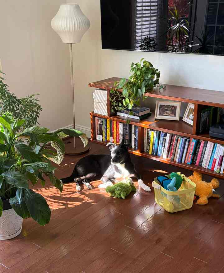 Wood-toned living room with bookshelf, cozy space featuring a dog basking in sunlight with toys