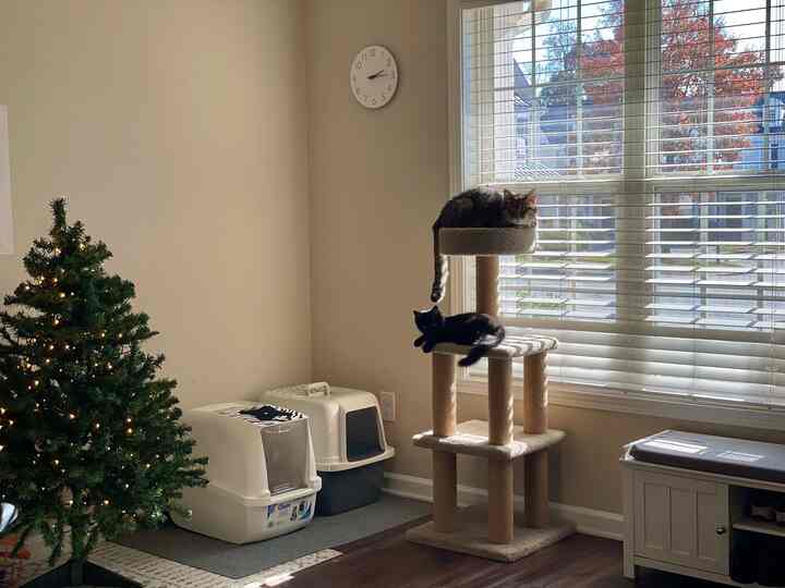 A beige-walled living room with white elements featuring two cats resting on a cat tower by a large window bathed in natural light
