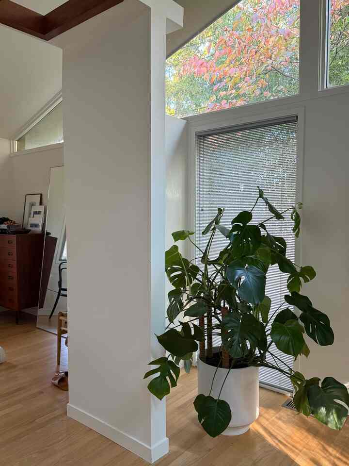 Monster monstera #bedroom #masterbedroom #plant #indoorplant