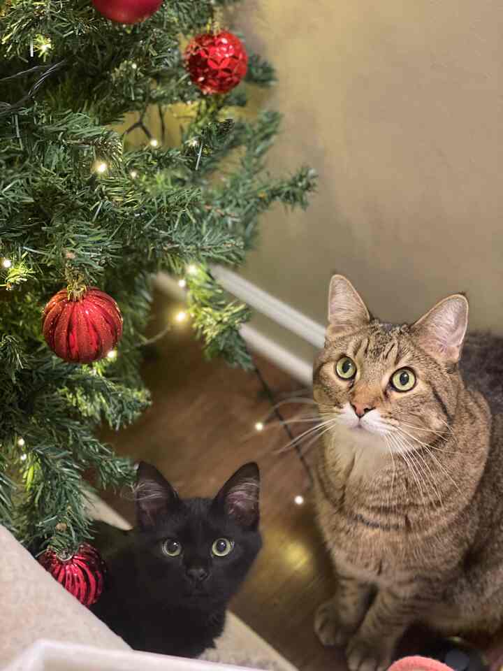 Cozy indoor scene with a green Christmas tree adorned with red ornaments and lights, featuring two cats sitting beside it