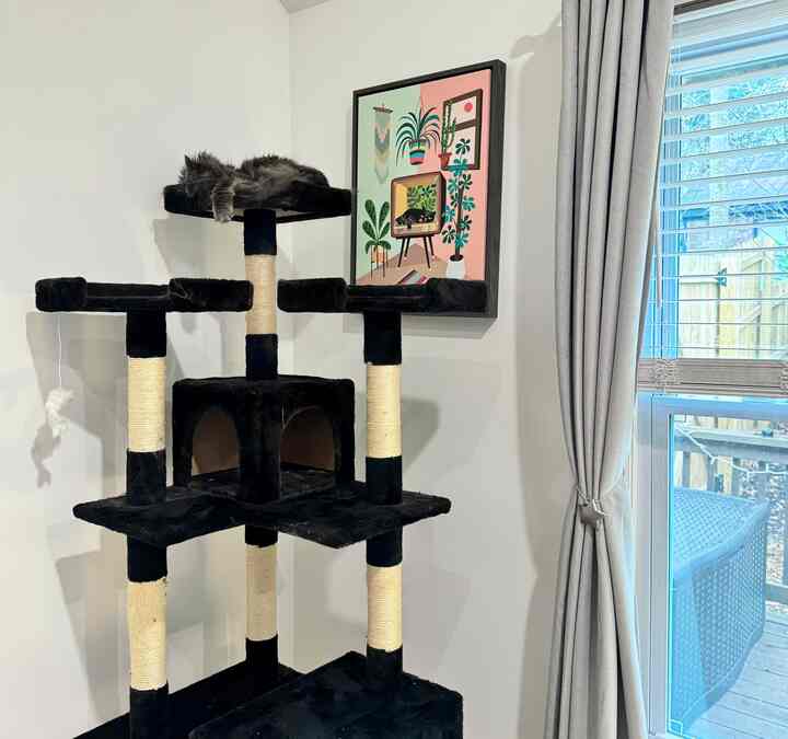White-walled living room featuring a black cat tower and curtains, with a cat resting peacefully