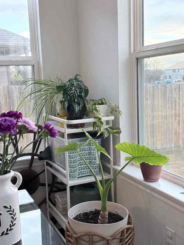 Green morning 💚

#greenary #planterior #diningroom #decor #maximumlist #minimumlist #myspacemystyle