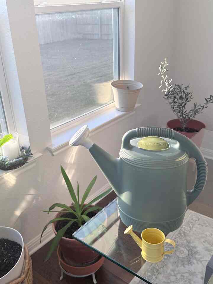 Watering is fun 🌱💦 

#planterior #minimalisthome #diningroomdecor #watering 