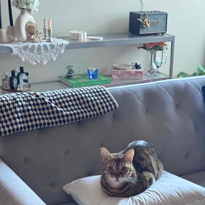 Cozy living room with a soft gray sofa featuring a cat on a white cushion, with a console table and decorative items arranged behind