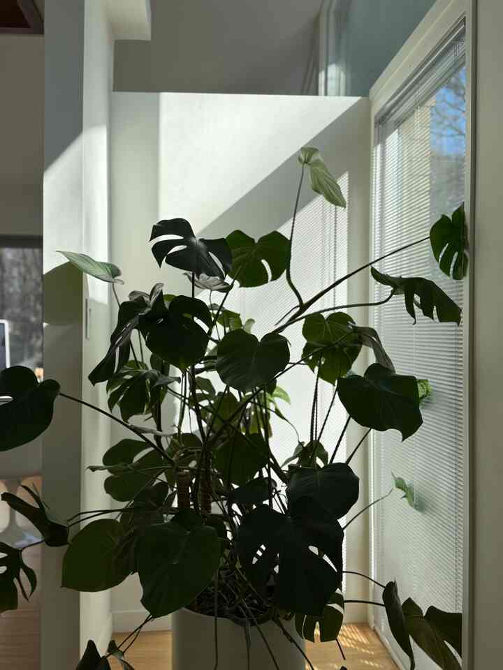 Monster Monstera near the window #plant #indoorplant #planterior #bedroom 