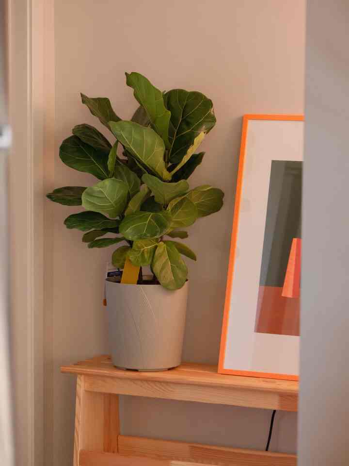 Gifted by a friend :) can’t wait to see this baby grow!

#plantdad #warmtoneinterior #planthome