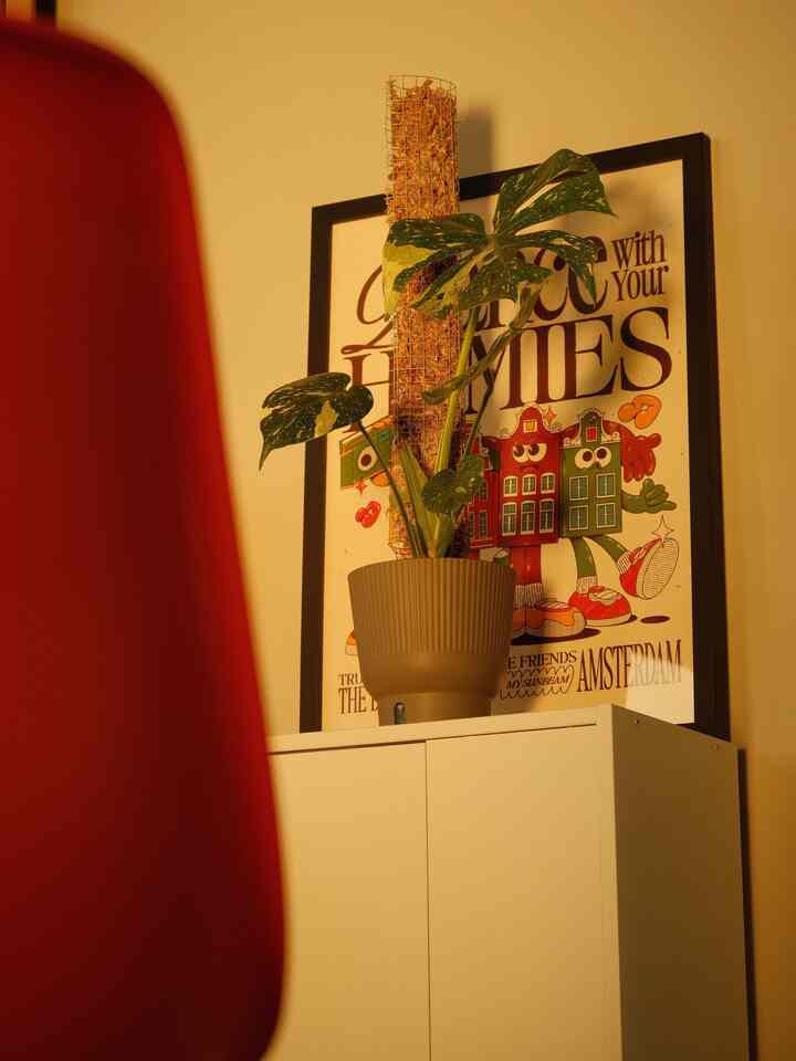 Warm lamps and vibrant green plants :) a perfect summary of my small apartment!

#OhouseLight #OhouseGlow #warmlighting #warmlamps