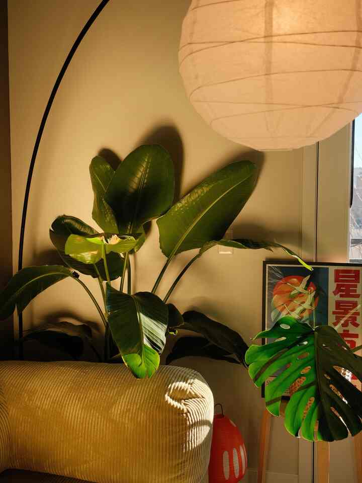 Here’s a list of my top 3 plants for any home!

1) birds of paradise
2) monstera deliciosa / monstera thai constellation
3) fiddle leaf fig

#OhouseLight #OhouseGlow #plantsuggestions