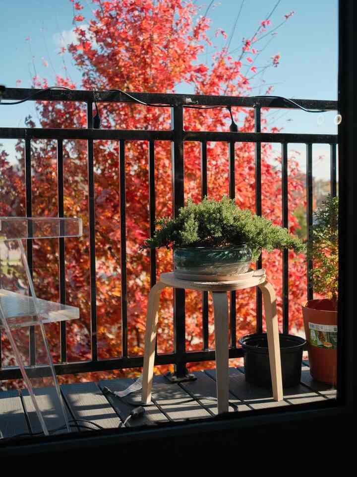 Balcony featuring wood-tone stool and plants with vibrant red autumn tree in background