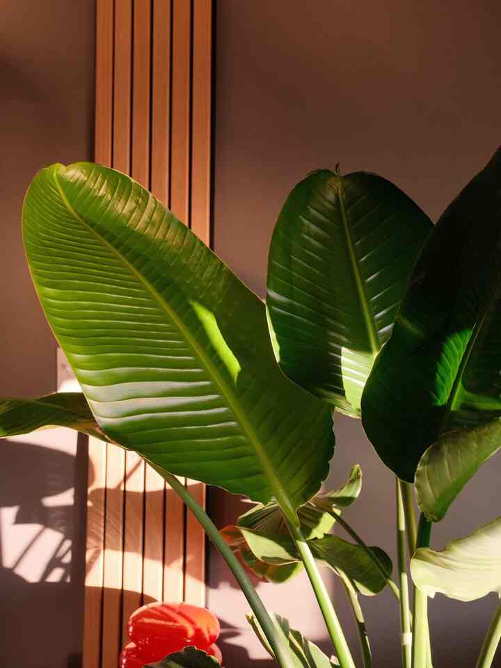 Spot the hidden lamp :)

Can you tell how much I love plants?

#OhouseLight #plantdad #greenhome #warmtoneinterior