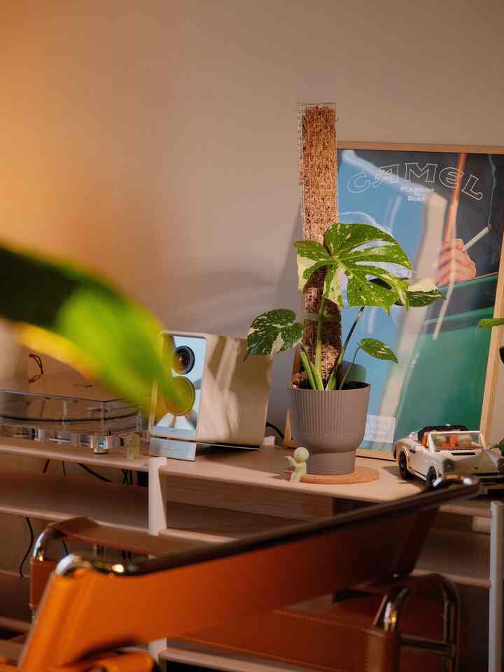 Mengenang masa ketika tanaman Thai Constellation saya masih kecil :)

#plantdad #plantdecor #greenhouse