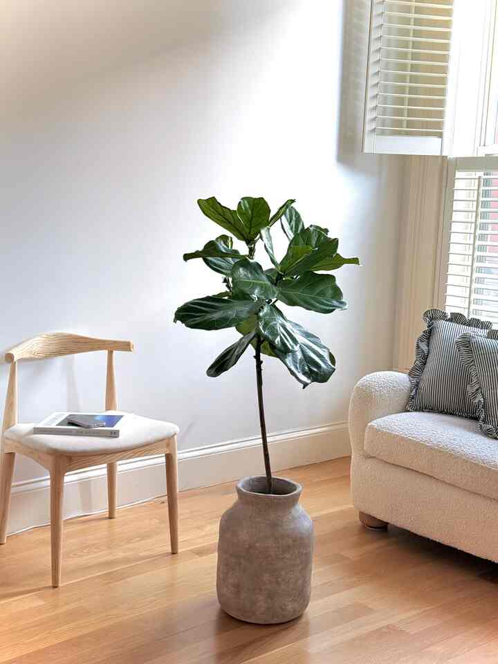 Natural-toned living room with white walls and wood floor featuring white sofa on right, wooden chair on left, and large fiddle leaf fig plant in center, creating a simple and natural atmosphere