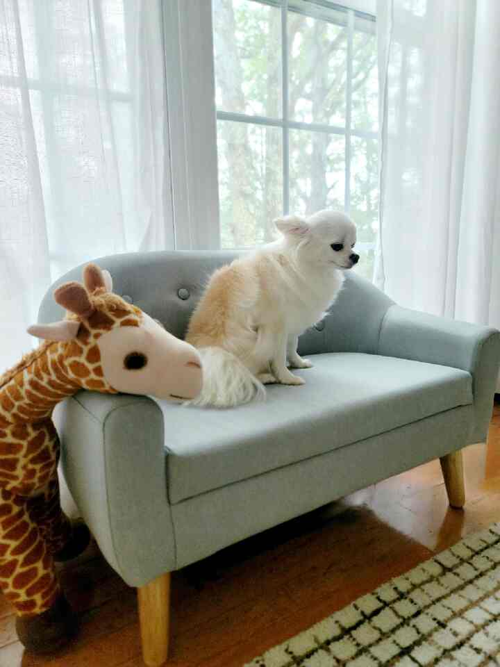 Cozy and sunny day for her 💛

#cozy #Petinterior #petsofa #kidsofa 