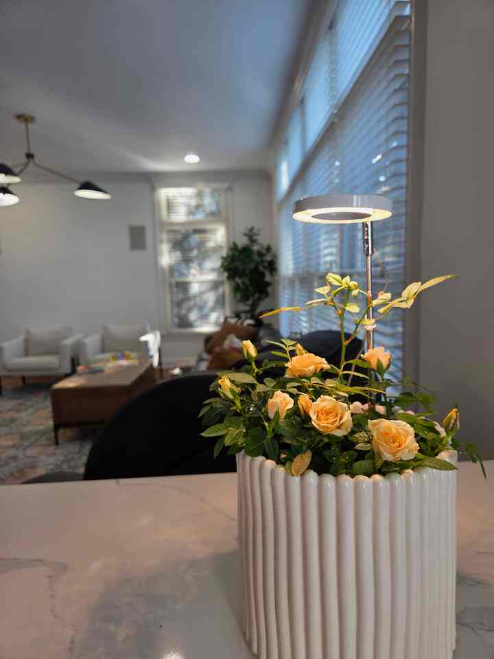 🤍ROSE 🤍
#plantlover #miniroses