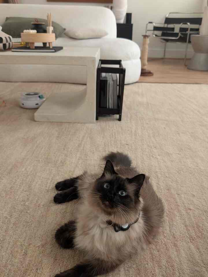 The best spot in the house is the spot with the kitties in it 😸

#livingroom #rug #cb2 #neutral