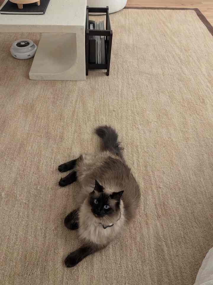 Beige rug with a cat lying on it, featuring a cement coffee table and magazine rack in a natural styled space