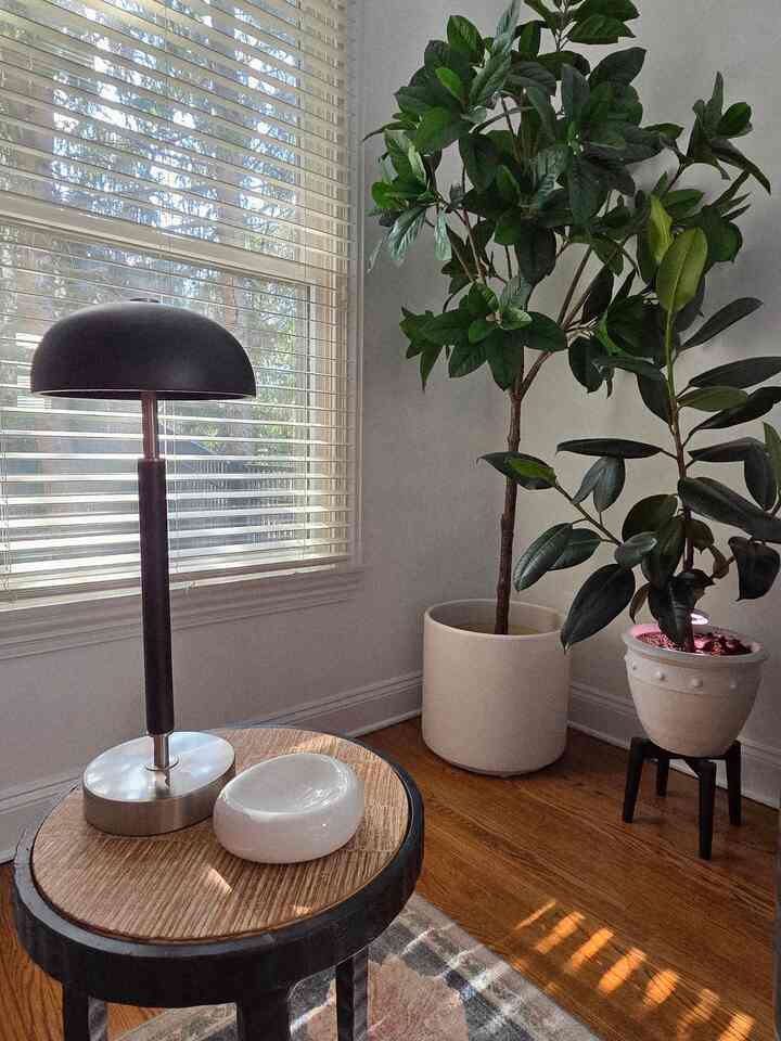 Love the perfect sunlight. 🫰
#cozyblack #plants #sunlight #afternoon