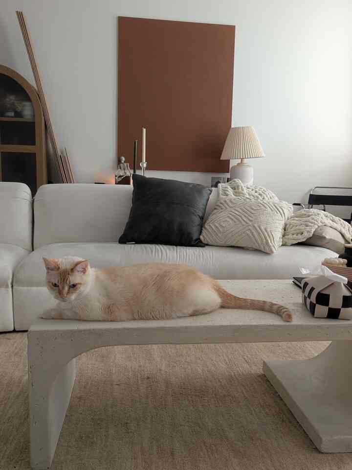 Beige and white toned living room featuring a coffee table with a cat on it, soft cushions and throw blankets creating a cozy atmosphere