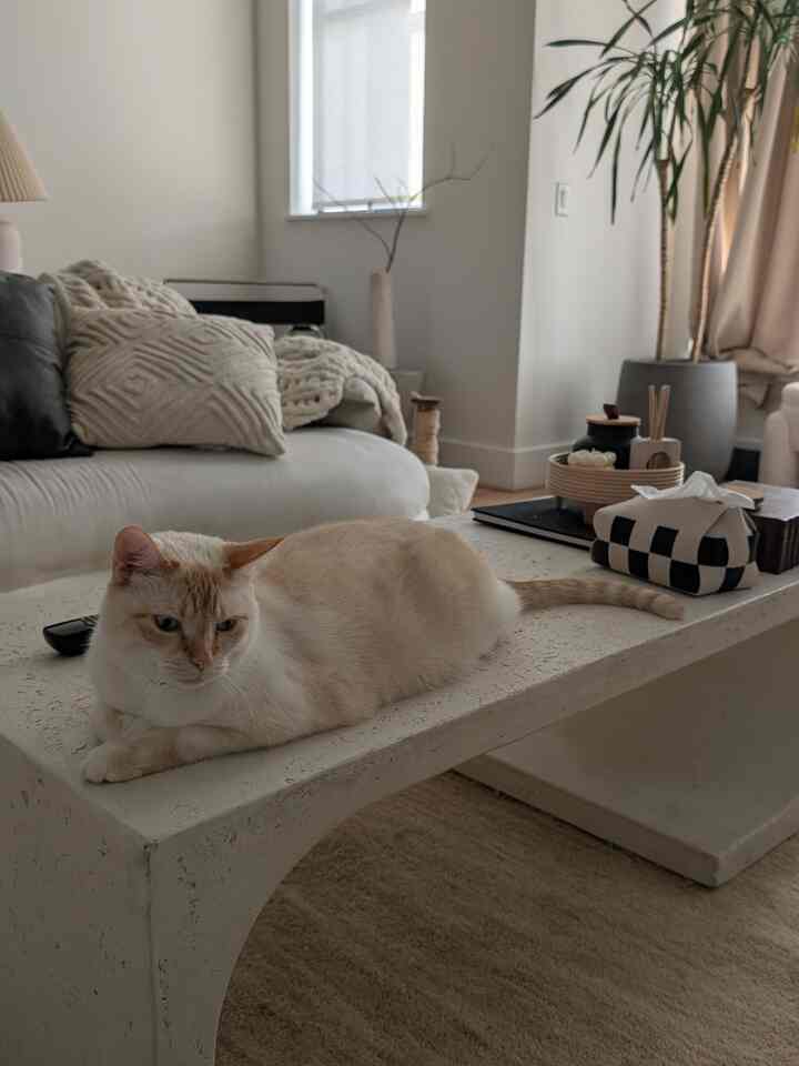 White and natural-toned living room featuring a white concrete coffee table with a cat resting, creating a cozy atmosphere