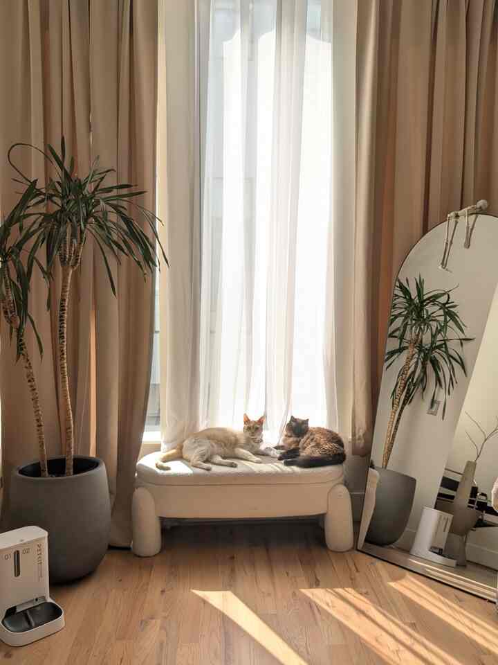 The kitties are taking a nice afternoon nap before the spooky skeletons come out of hiding 👀

#halloween #skeleton #cats