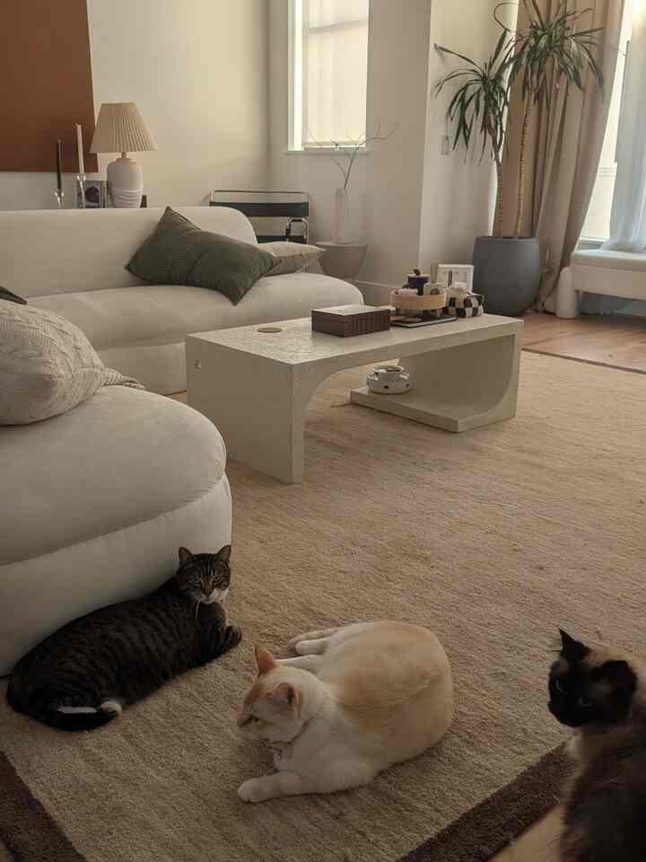 The weather in Texas has finally cooled down this week! 🌵

#morning #texas #livingroom #neutral