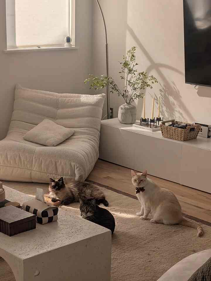 Beige and white toned living room featuring a cozy sofa and rug with three cats sitting naturally in the space