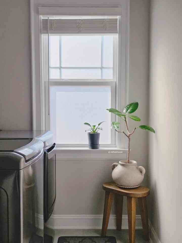 Winter storm: gone. Sun: back🌞. Plants: happy 🌿

#planterrior #OhouseStyling #laundryroom #plants #plant #neutralhome #woodtone #cozyhome #OhouseCozy